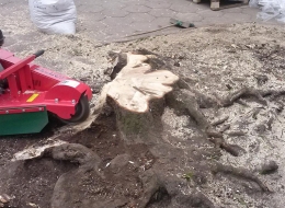 Frezowanie pni drzew Łódź